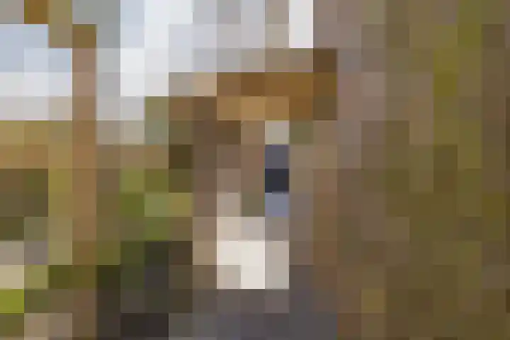 Spaarndammerdijk 34 Spaarndam thumbnail 59