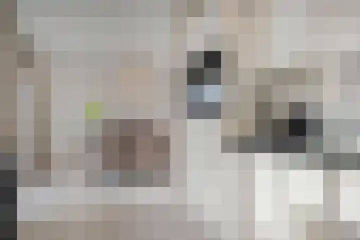 Spade 8 Vriezenveen thumbnail 16