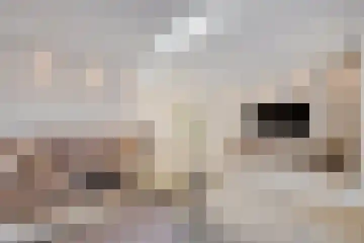 Spade 8 Vriezenveen thumbnail 8