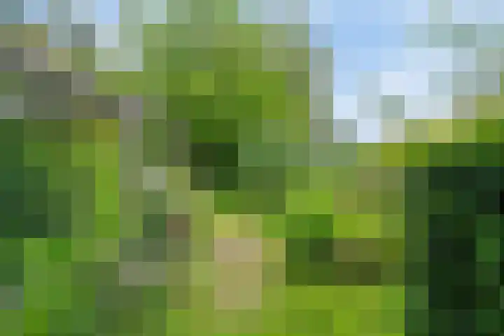 Spangahoekweg 22 Spanga thumbnail 40