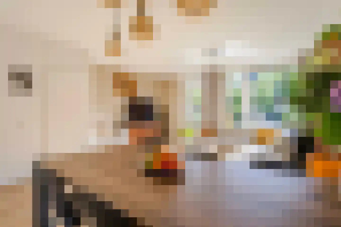 Spanjaarskrocht 27 Noordwijkerhout thumbnail 8