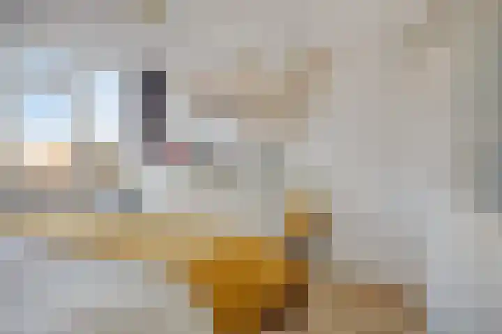 Spankerenseweg 53 Dieren thumbnail 32