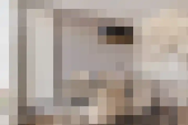 Spankerstraat 23 Lisse thumbnail 6