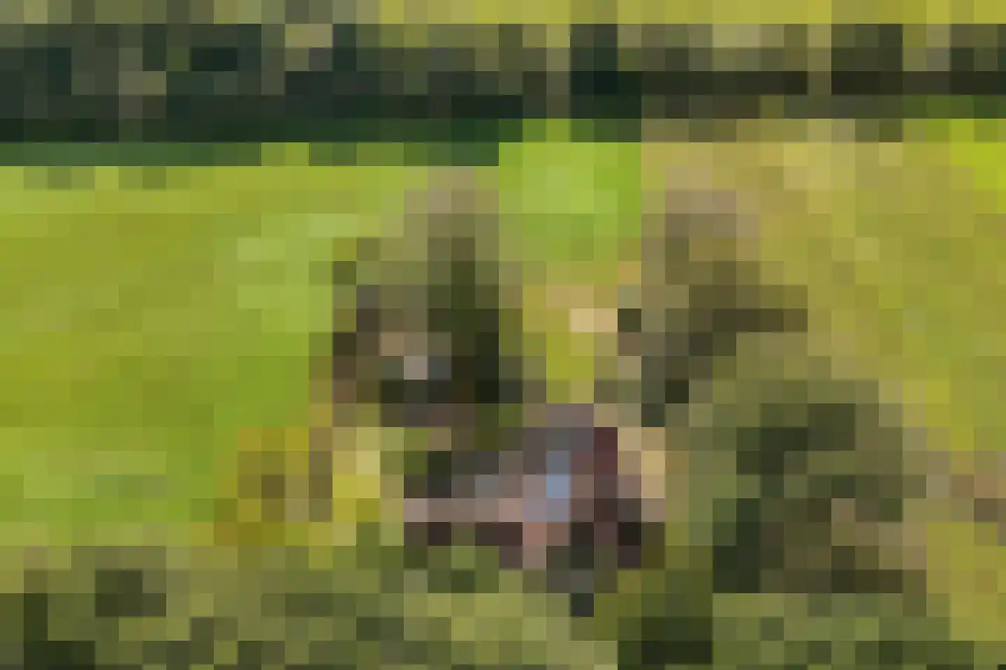 Sparjeburd 23 Hemrik thumbnail 4