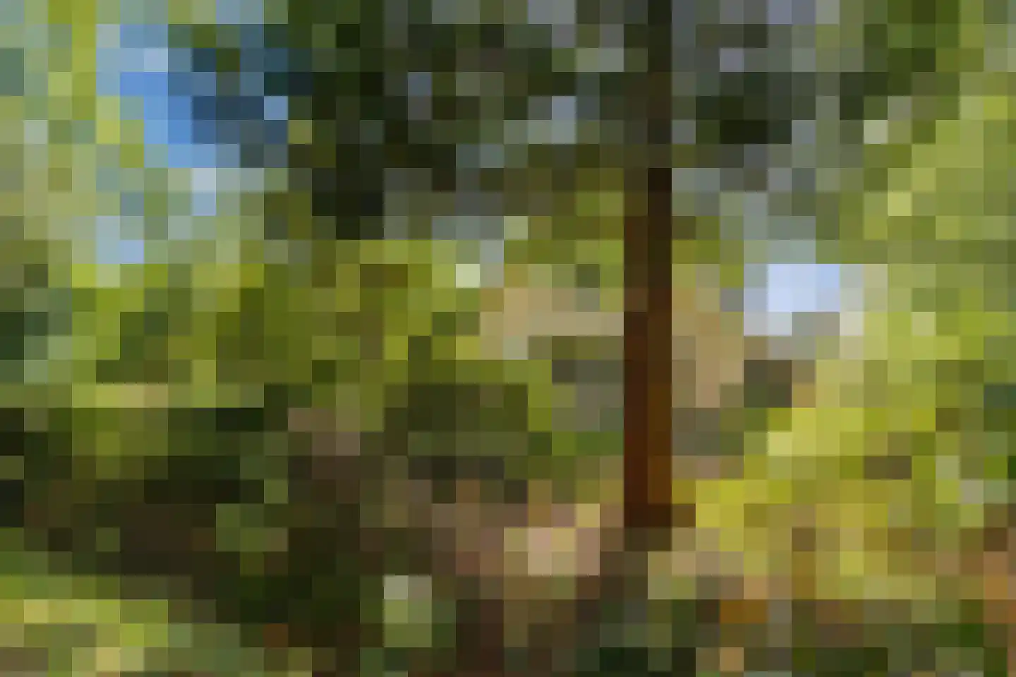 Sparjeburd 23 Hemrik thumbnail 68