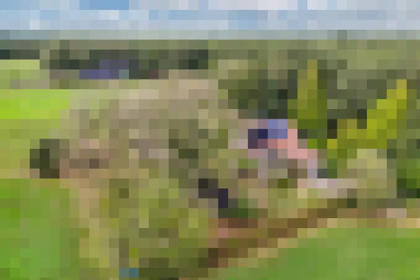 Sparjeburd 23 Hemrik thumbnail 71