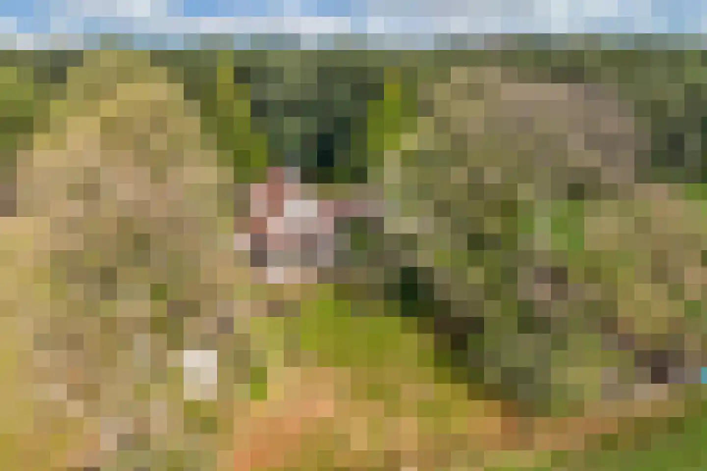 Sparjeburd 23 Hemrik thumbnail 72