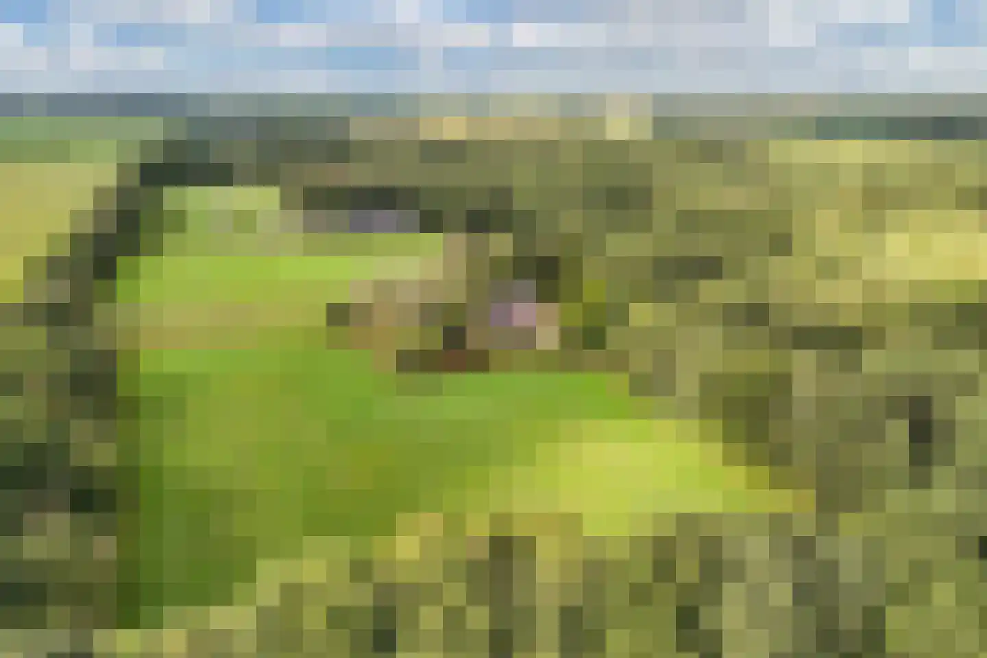 Sparjeburd 23 Hemrik thumbnail 73