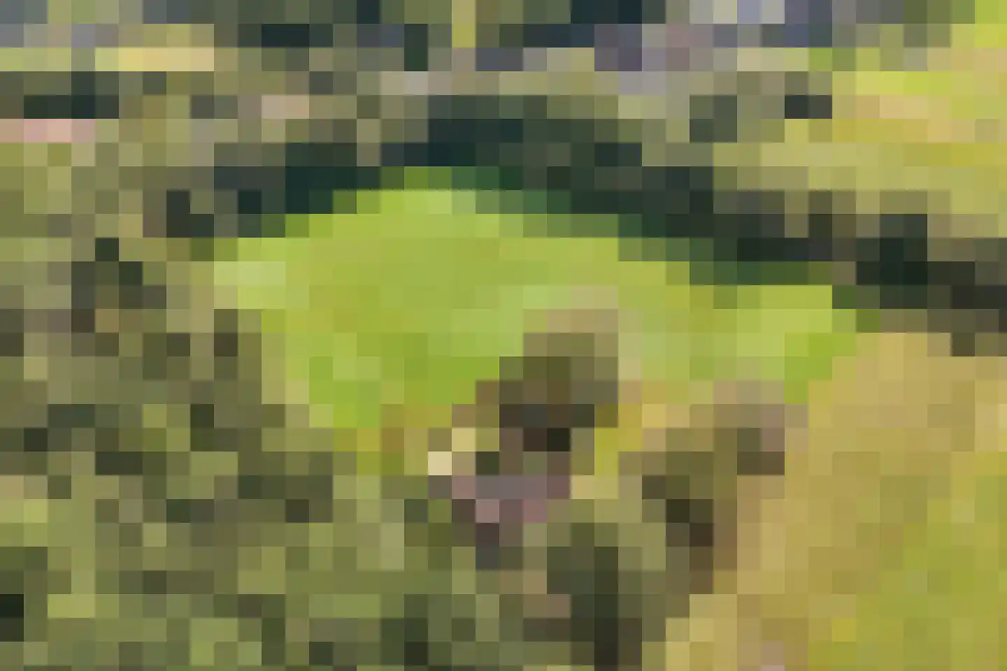 Sparjeburd 23 Hemrik thumbnail 74