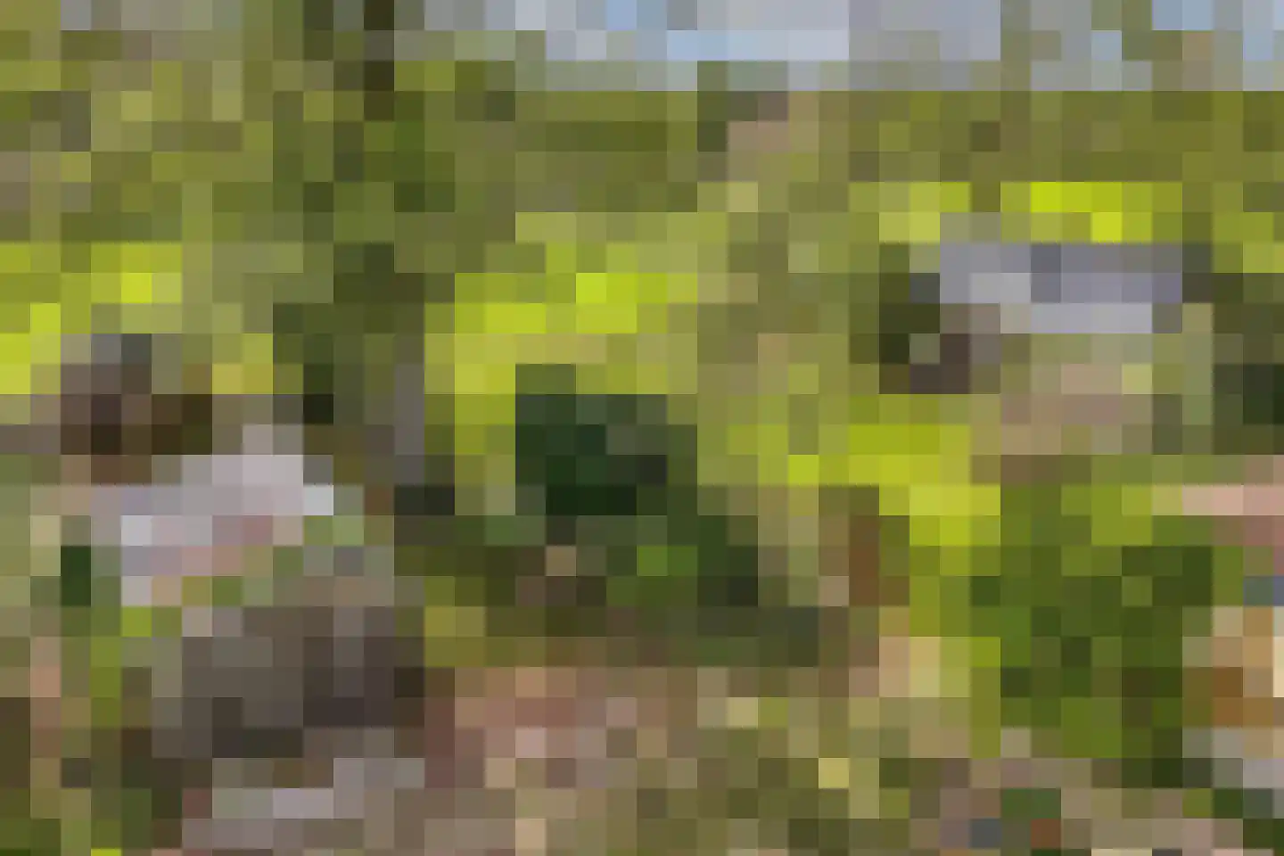 Sparjeburd 23 Hemrik thumbnail 76
