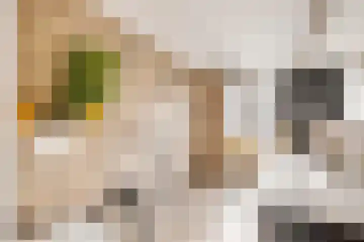 Sparregat 8 Brielle thumbnail 28