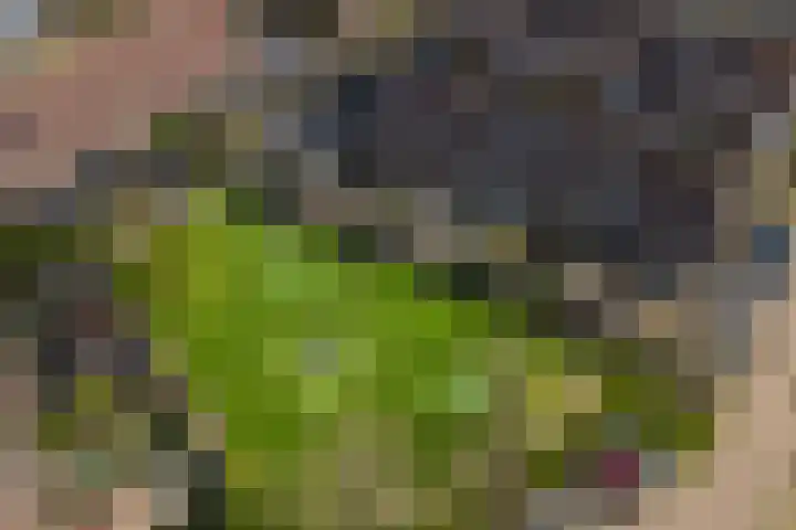 Sparregat 8 Brielle thumbnail 4
