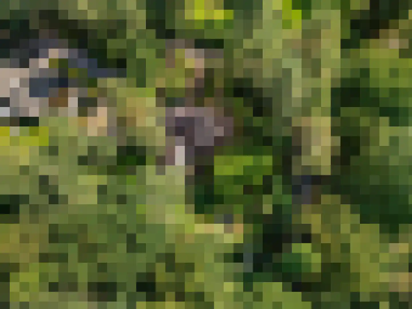 Sparrenbos 1 Wageningen thumbnail 10