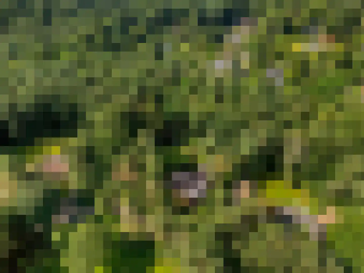 Sparrenbos 1 Wageningen thumbnail 11