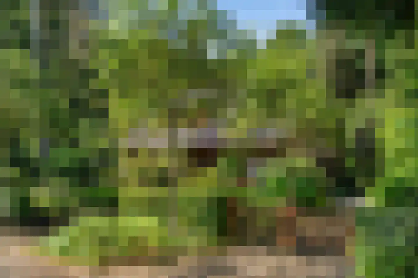 Sparrenbos 1 Wageningen thumbnail 14