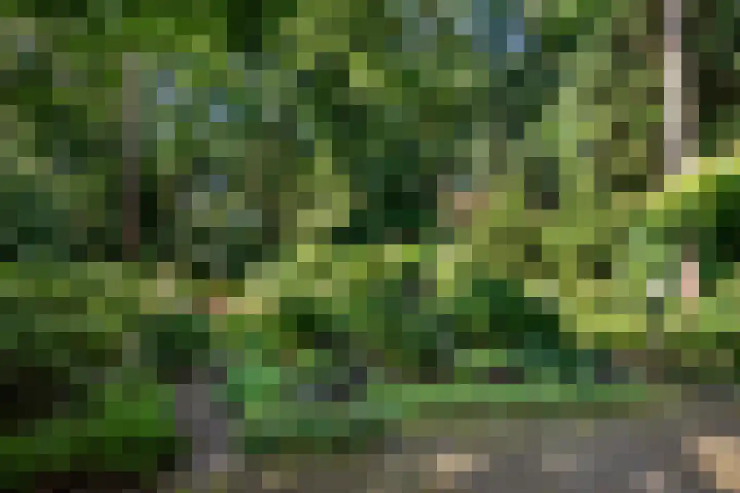 Sparrenbos 1 Wageningen thumbnail 22