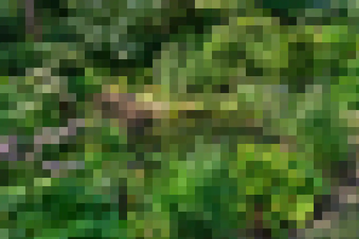 Sparrenbos 1 Wageningen thumbnail 23