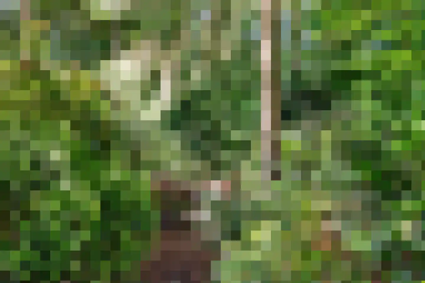 Sparrenbos 1 Wageningen thumbnail 25