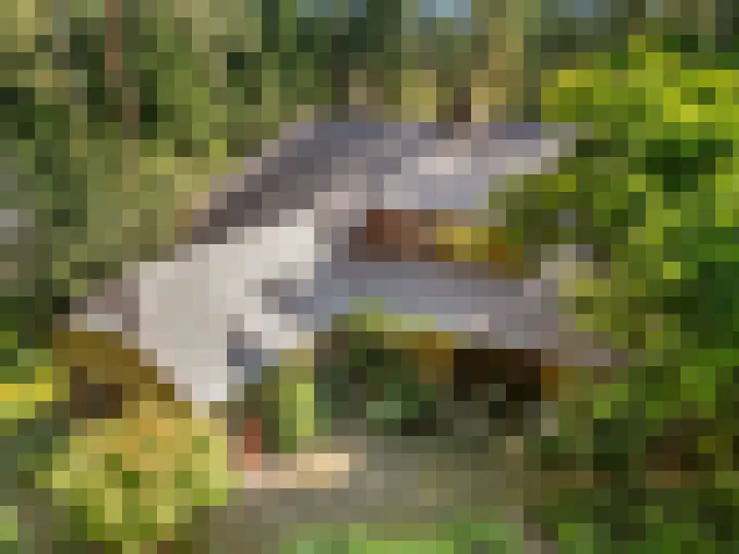 Sparrenbos 1 Wageningen thumbnail 4