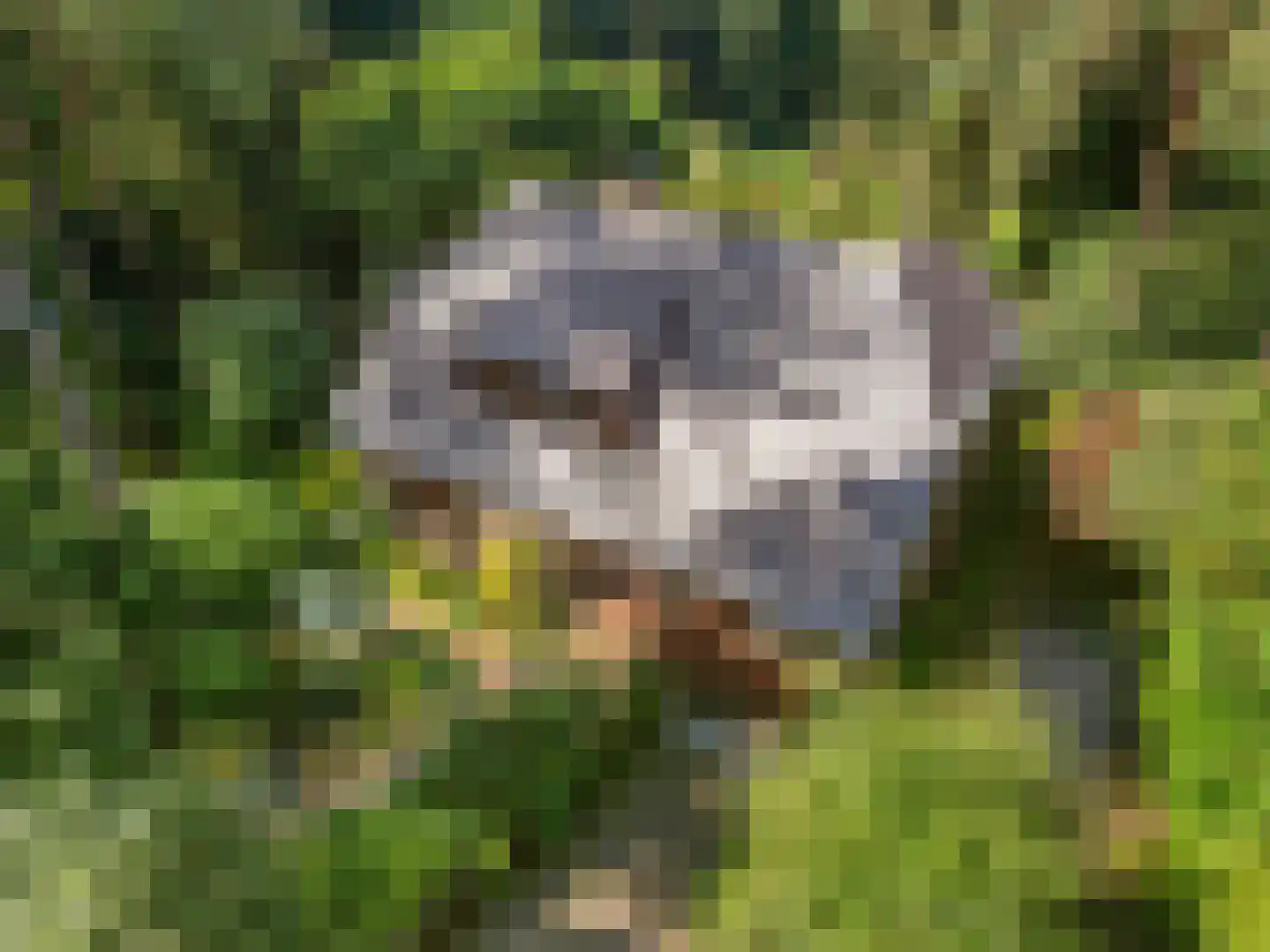Sparrenbos 1 Wageningen thumbnail 5