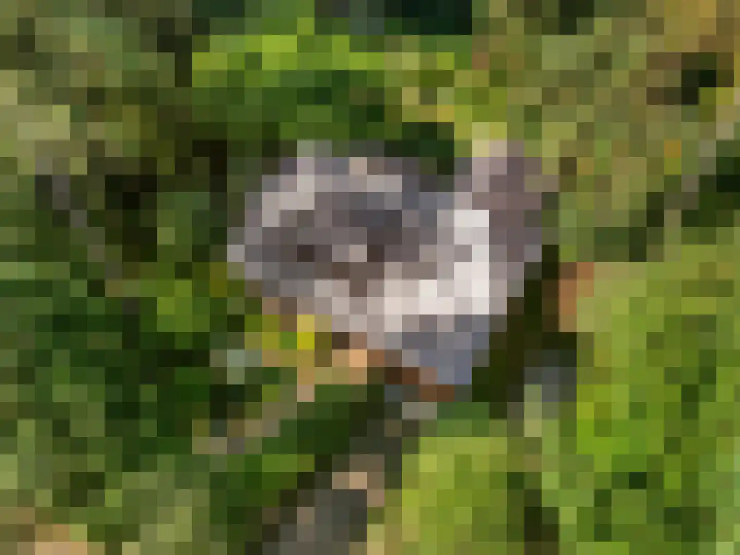 Sparrenbos 1 Wageningen thumbnail 6