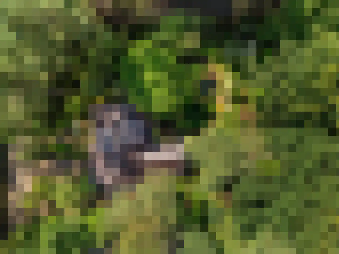 Sparrenbos 1 Wageningen thumbnail 8