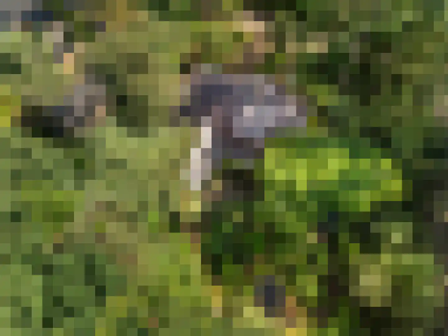 Sparrenbos 1 Wageningen thumbnail 9