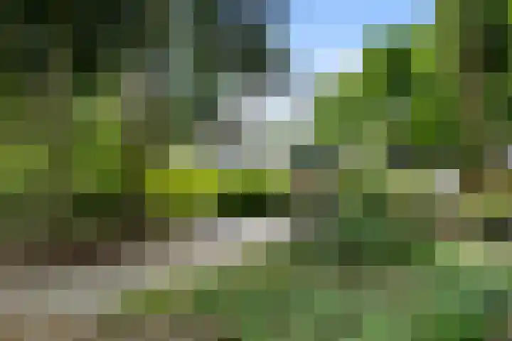 Sparrenbos 9 Wageningen thumbnail 8