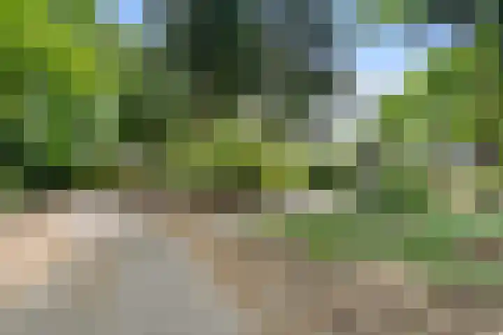 Sparrenbos 9 Wageningen thumbnail 9