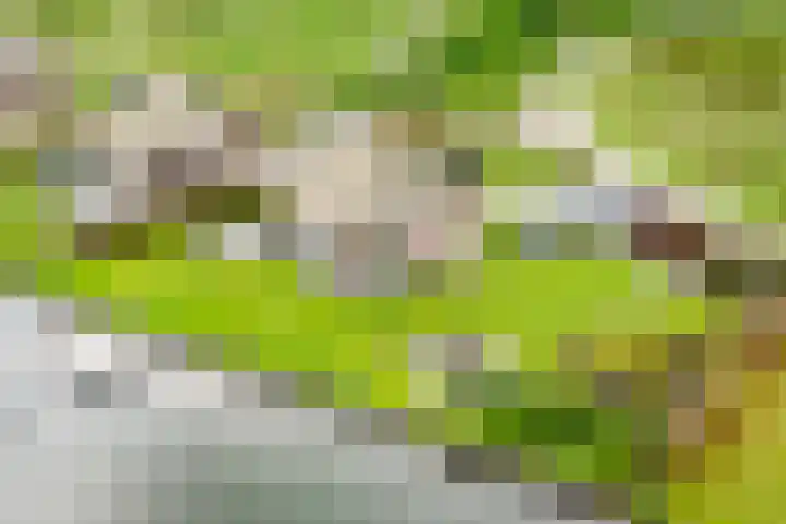 Sparrendreef 12 303 Oostrum thumbnail 36