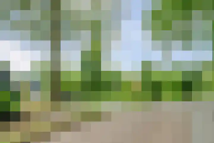 Sparrenlaan 10 Putte thumbnail 34