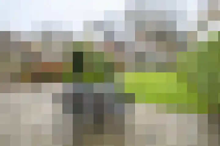 Sparrenlaan 13 Driebergen-Rijsenburg thumbnail 36