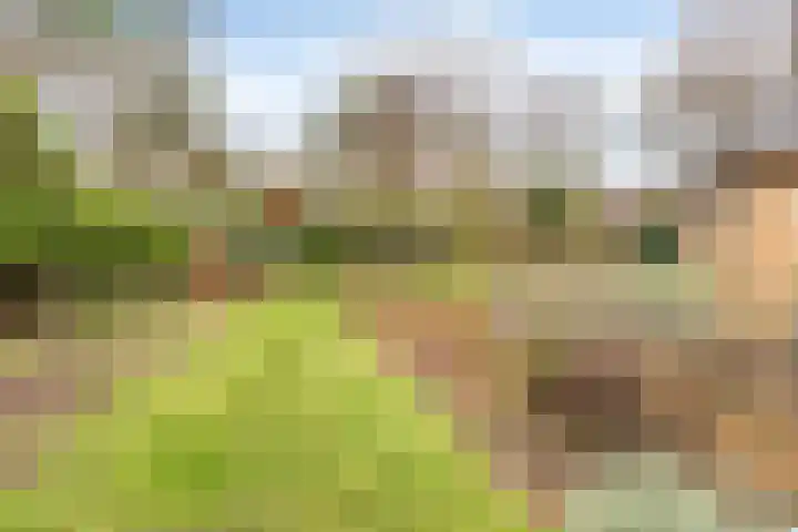 Sparrenlaan 19 Putte thumbnail 5
