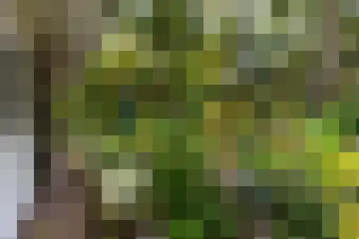 Sparrenlaan 26 Epe thumbnail 46