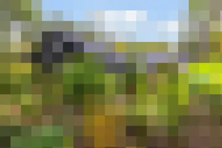 Sparrenlaan 26 Epe thumbnail 55