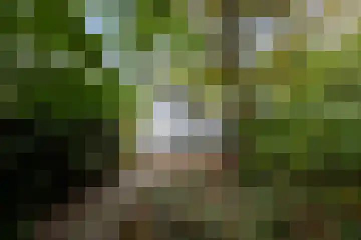 Sparrenlaan 8 Ossendrecht thumbnail 4