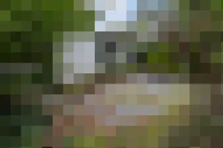 Sparrenlaan 8 Ossendrecht thumbnail 59