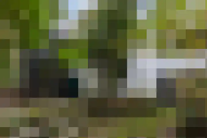 Sparrenlaan 8 Ossendrecht thumbnail 64