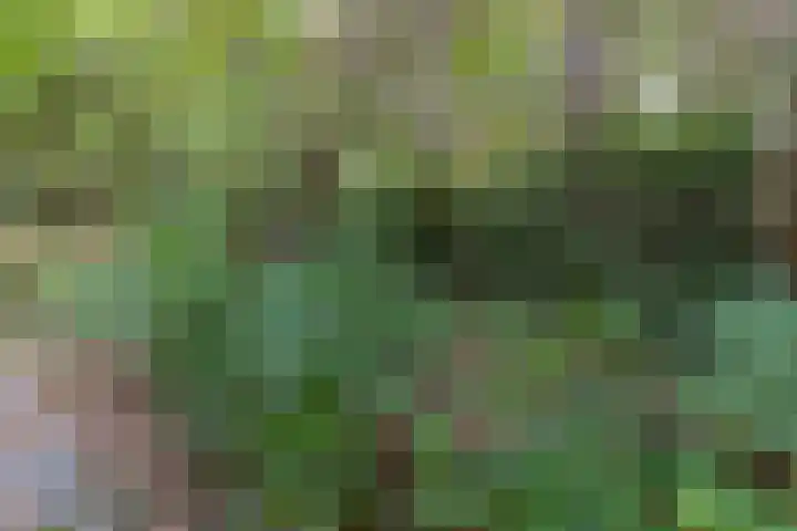 Sparrenlaan 8 Ossendrecht thumbnail 68