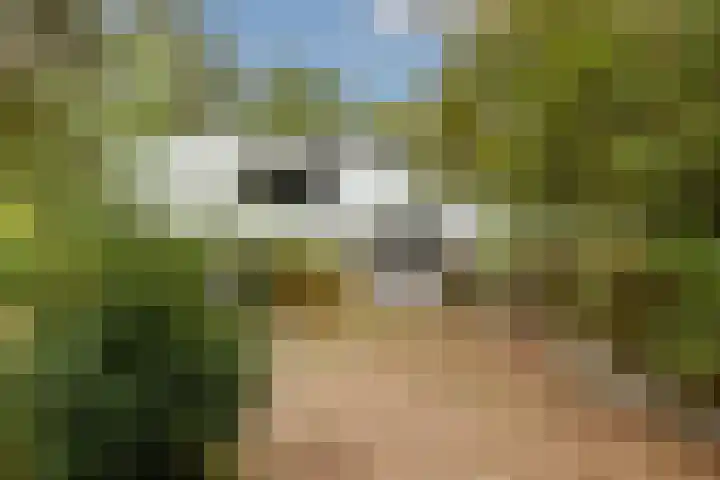 Sparrenlaan 8 Ossendrecht thumbnail 8