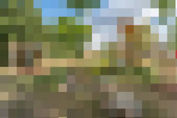 Specht 25 Nieuwegein thumbnail 31