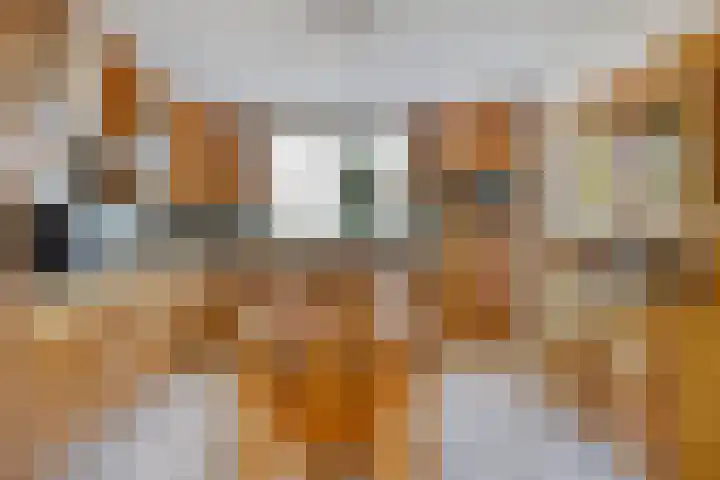 Specht 30 Fijnaart thumbnail 16