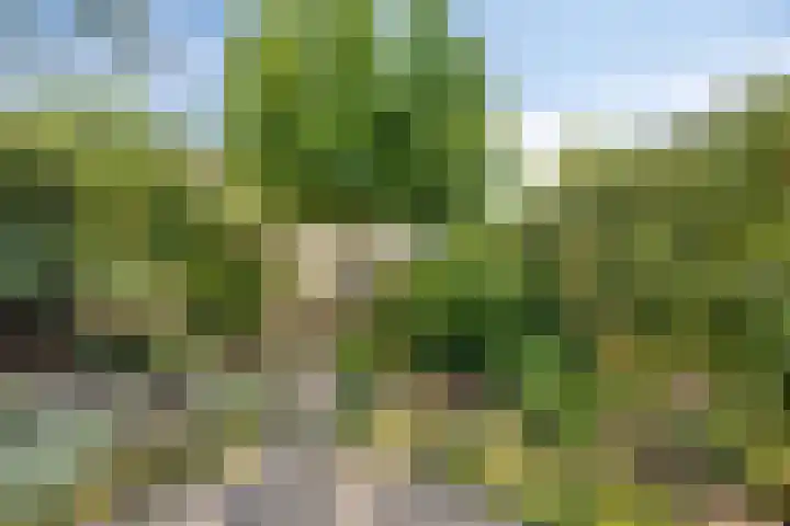 Specht 30 Fijnaart thumbnail 40