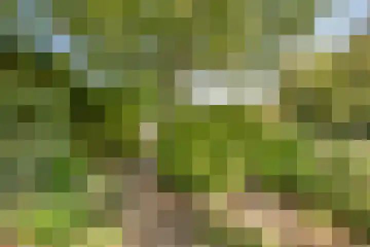 Specht 30 Fijnaart thumbnail 41