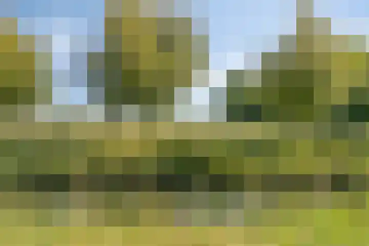 Specht 30 Fijnaart thumbnail 43