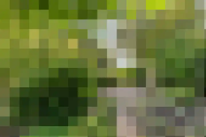 Specht 30 Fijnaart thumbnail 44