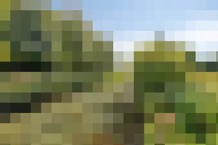 Specht 30 Fijnaart thumbnail 6