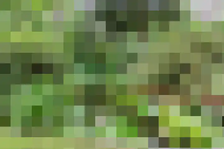 Spechtbos 18 Helvoirt thumbnail 41