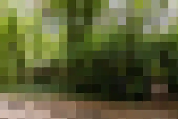 Spechtbos 18 Helvoirt thumbnail 45