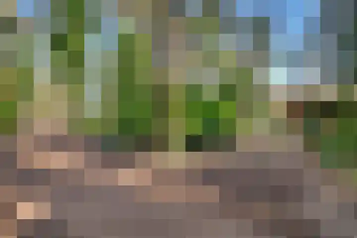 Spechtbos 8 Helvoirt thumbnail 43